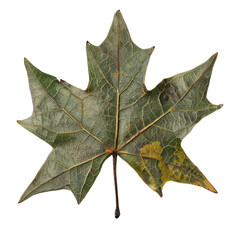 Naklejka premium A detailed close-up of a maple leaf showcasing intricate veins and autumn colors, perfect for nature-themed projects.