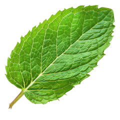 Obraz premium A fresh green mint leaf showcasing its vibrant color and intricate texture, perfect for culinary or botanical themes.