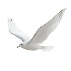 Fototapeta premium seagull isolated on white