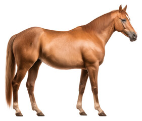 Naklejka premium PNG Horse standing animal mammal.