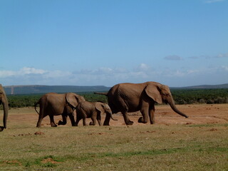 Herd of Elephants in South Africa 