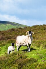 Sheeps in North York Moors National Park, Yorkshire, England