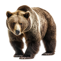 Fototapeta premium Grizzly Bear Standing Alert Against A White Background