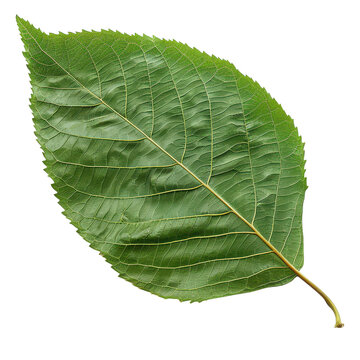 A vibrant green hickory leaf with intricate veins, showcasing nature's beauty and the essence of plant life.