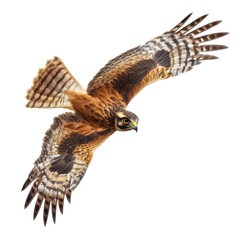 Obraz premium Northern Harrier Soaring Gracefully Against White Background
