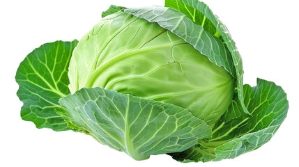 Obraz premium Single fresh green cabbage with intact outer leaves, isolated on transparent background