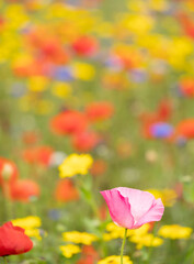 Obraz premium Wild Meadow Flowers At Snowshill In The Cotswolds