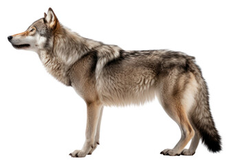 Obraz premium PNG Wolf animal mammal coyote.