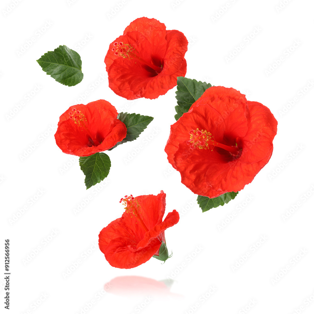 Poster Red hibiscus flowers and green leaves in air on white background