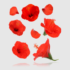 Red hibiscus flowers in air on light grey background