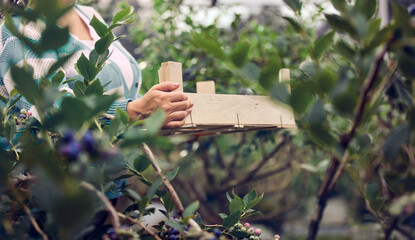 Woman picking fresh blueberries on a farm.