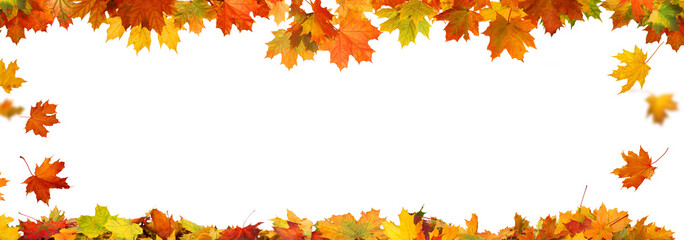 Autumn falling maple leaves  frame