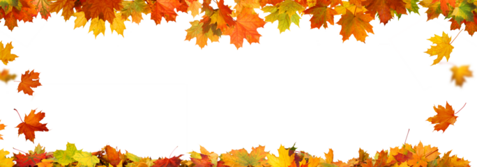 Autumn falling maple leaves  frame