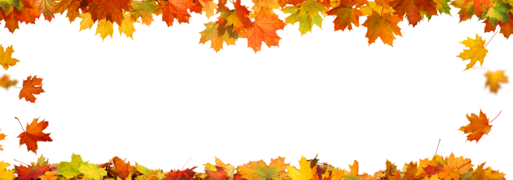 Autumn falling maple leaves  frame