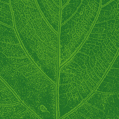 Green leaf organic texture. Vector botanical illustration. Foliage print