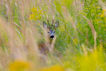 Deer Grazing in the Field

