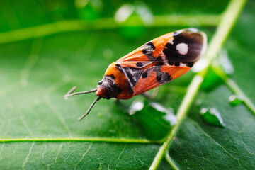 A fire beetle on a green leaf of a plant with water droplets under a microscope. Macro