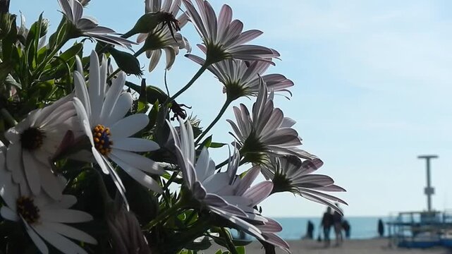Flowers White African daisy, Dimorphotheca pluvialis slightly moved by wind and horizon with blue sky, water in sea, beach and silhouettes of people walking in distance - slow motion.