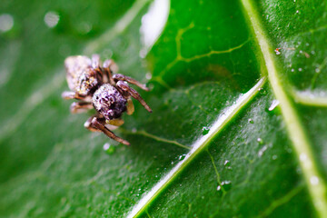 A spider on a green leaf of a plant with water droplets under a microscope. Macro