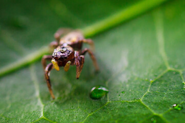 A spider on a green leaf of a plant with water droplets under a microscope. Macro