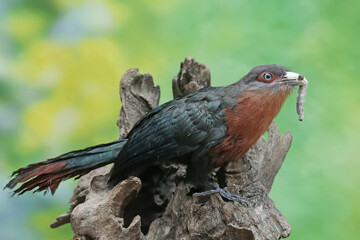 A young chestnut-breasted malkoha is preying on a caterpillar. This beautifully colored bird has the scientific name Phaenicophaeus curvirostris.