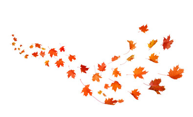 Autumn leaves swirl in the wind. Fall leaves cutouts