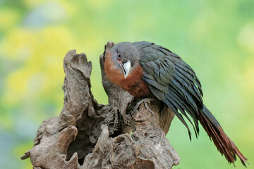 A young chestnut-breasted malkoha hunts for small insects on a rotting tree trunk. This beautifully colored bird has the scientific name Phaenicophaeus curvirostris.