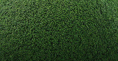 Obraz premium Close-up of green plant background