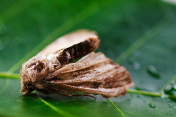 A moth is a butterfly under a microscope