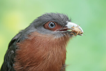 A young chestnut-breasted malkoha is preying on a cricket. This beautifully colored bird has the scientific name Phaenicophaeus curvirostris.