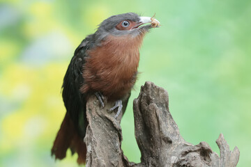 A young chestnut-breasted malkoha is preying on a cricket. This beautifully colored bird has the scientific name Phaenicophaeus curvirostris.