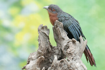 A young chestnut-breasted malkoha hunts for small insects on a rotting tree trunk. This beautifully colored bird has the scientific name Phaenicophaeus curvirostris.