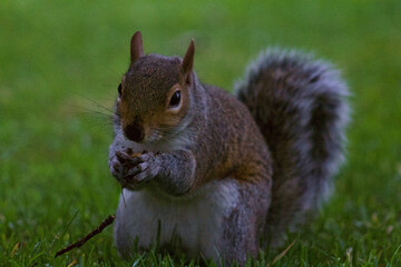 Obraz premium squirrel eating on grass
