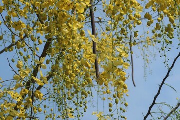 golden shower flower in early morning sunlight
