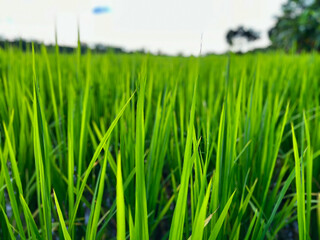 green wheat field, Ripe rice field, Beautiful golden rice field and ear of rice, Mature rice fields...