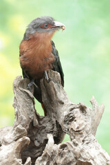 A young chestnut-breasted malkoha is preying on a cricket. This beautifully colored bird has the scientific name Phaenicophaeus curvirostris.