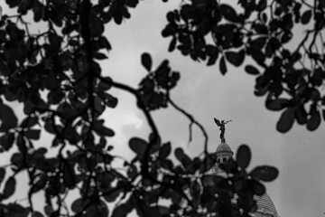 silhouette of a tree with leaves