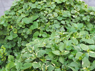 Chinese violets have bright green leaves speckled with soft white at edges upper surface of leaf is shiny, lower surface is soft and hairy. Asystasia gangetica (L.) Anderson 'Variegata' is vegetable
