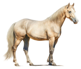 Fototapeta premium PNG Horse stallion standing animal.