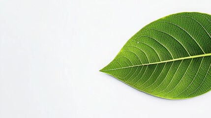 Obraz premium A close-up of a leaf with visible damage from air pollution