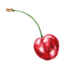 Red cherry. Juicy hand drawn watercolor illustration. Delicious food art, fresh botanical realistic painting. Summer berry clipart for restaurant menu, prints, packaging of farm goods, vegan products