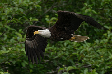 Bald eagle flying with open wings