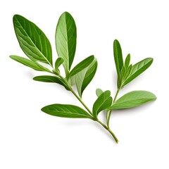 Naklejka premium sage-herb-twig-isolated-on-white-or-transparent-png