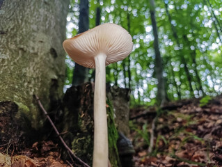 Macro  - Forest - Europe, Romania, Suceava region