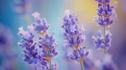 Obraz premium Lavender a stunning purple flower full blooming with soft light blurred background romantic moment
