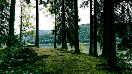 Fabulous forest on green moss illuminated by rays of sunlight
