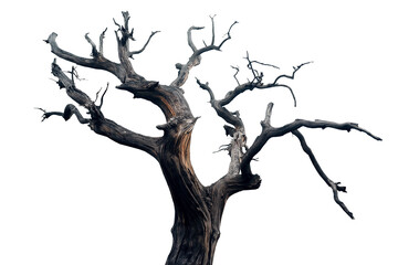 Fototapeta premium black dried old spooky dead tree branch isolated on transparent white background. cut out