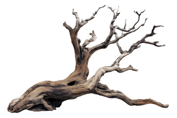 dried old spooky dead tree branch isolated on transparent white background. cut out