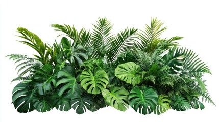 Tropical Plants Arrangement with White Background