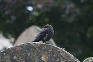 Jackdaw sleeping on a headstone.